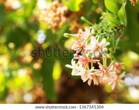blur background selective soft focus on Chinese honey Suckle flower, Rangoon creeper,  red pastel colour tiny tropical fragrant flowers under natural sunlight with green leaves and garden background