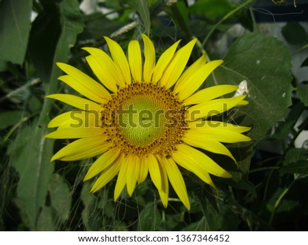 Sunflower, yellow, flower