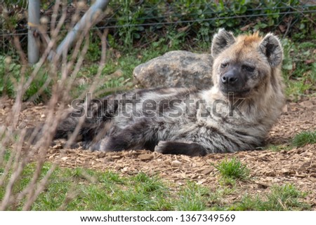 Spotted hyena laying on the ground in the sun