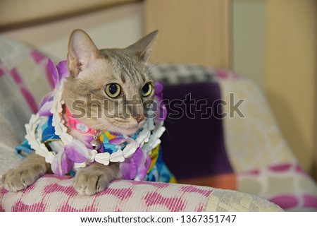 blue shirt tabby cat with flowers collar in festival