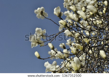 a magnolia in the clear sky