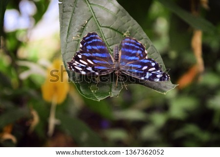 Myscelia cyaniris, Beautiful Bluewing Butterfly close up on green leaf 