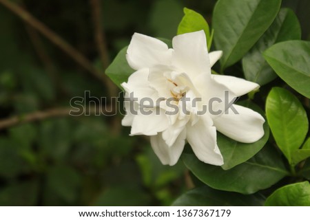  white gardenia flower