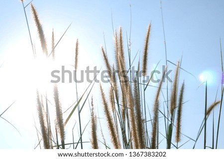 flower grass, taking pictures of daylight at summer sunlight flare with blue sky