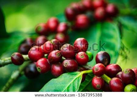 Close Up Of Coffee Cherries