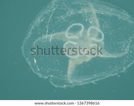 Floating Jellyfish on the Sea Surface