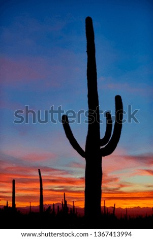 Cactus giant saguaro national park with a sunset
