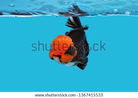 Black and red Oranda gold fish on isolated blue background. goldfish (Carassius auratus) is freshwater aquarium fish, one of the most popular ornamental fish.
