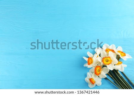 Yellow white daffodil, narcissus, jonquil flower close up composition, background with a lot of copy space for text. Blank template for Mother's day, March 8 women's day, Valentine greeting card.