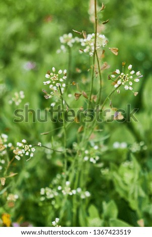 plant shepherds purse, Capsella bursa-pastoris, on a meadow