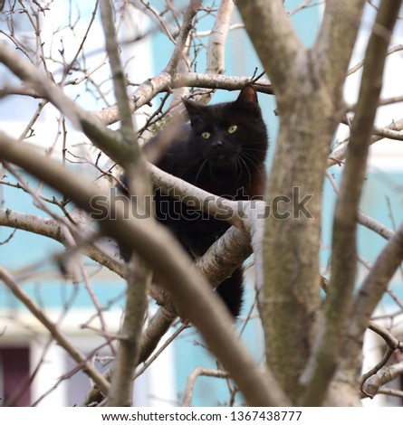 Black cat among the branches of a tree