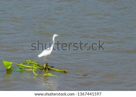 Eastern great egret (Ardea alba modesta) sitting on a water hyacinth looking for a nice meal, Mekong Delta, Vietnam.