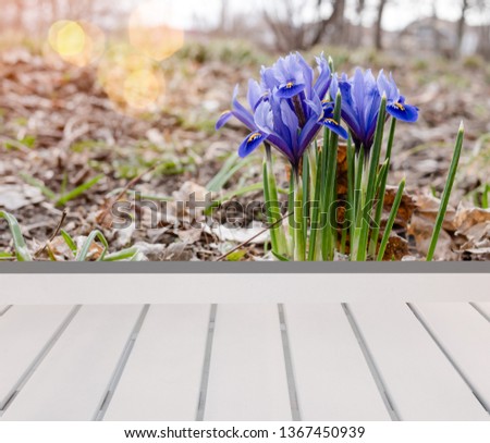 Beautiful spring flower blooming in the garden with empty wooden planks floor - image for used display or montage your products.