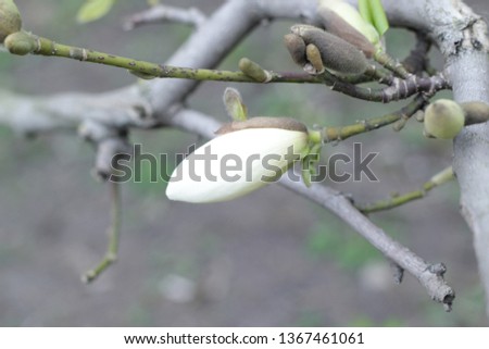 magnolia buds bloom