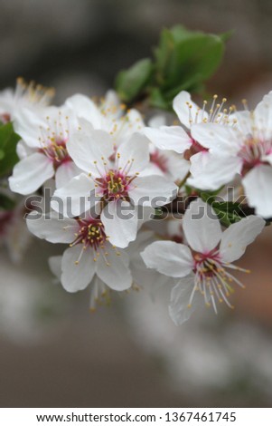 Cherry blossom spring sakura photo