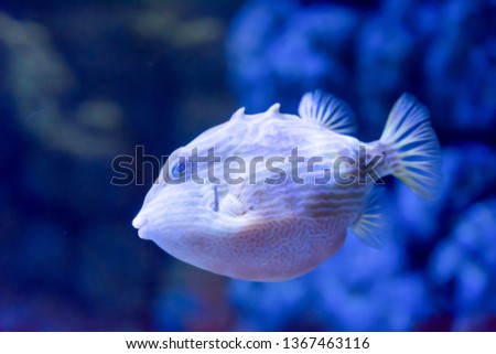 Blurry photo of a porcupine puffer fish freckled porcupinefish in a clear sea aquarium