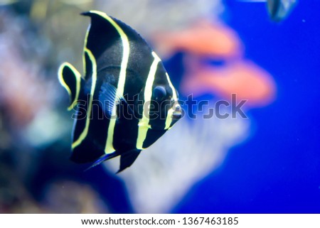 Blurry photo of French angelfish Pomacanthus paru in a blue sea aquarium