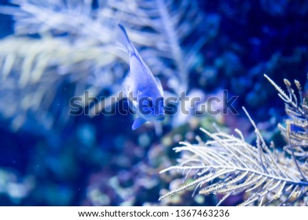 Blurry photo of a pregnant blue fish with coral reef in a clear sea aquarium