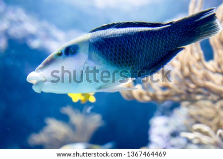 Blurry photo of a Thicklip Wrasse
Hemigymnus melapterus in a clear sea aquarium