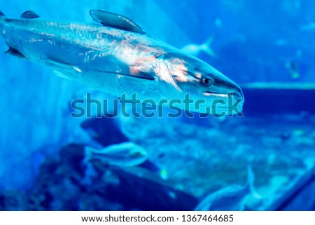Blurry photo of a large blue sea aquarium with different sale water fishes and coral reefs