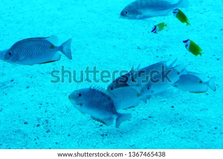 Blurry photo of fishes and coral reefs in a blue sea aquarium