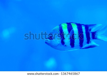 Blurry photo of Sergeant major pintano fish in a blue sea aquarium