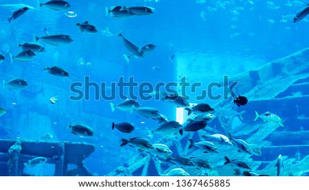Blurry photo of a large blue sea aquarium with different sale water fishes and coral reefs