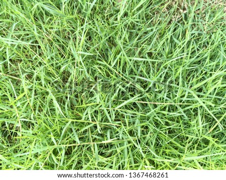 Grass floor texture for natural background