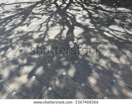 Shadow of plumeria tree shade on the ground