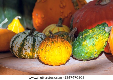 Different types of pumpkins on a wooden table. Autumn rural still life