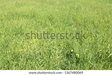 Close-up of a field of green grass