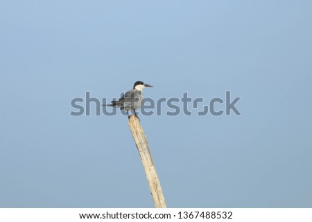 A Blue Bird on the tree with clear sky