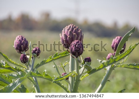 Beautiful Ripe Artichoke (Cynara cardunculus ) in a field of Artichokes. Spring time at the Mediterranean. Healthy, raw eating, fresh, alkaline diet concept. Background, Copy space