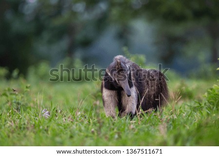 beautiful wild giant anteater walking in grass with forest background