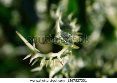 macro plant with spikes on blurred background