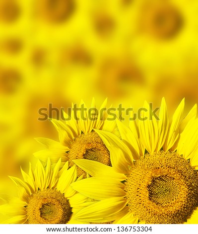 Abstract background with sunflowers