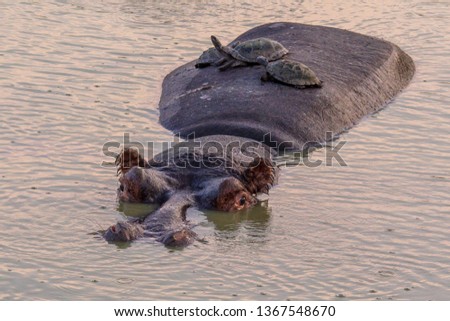 Hippopotamus (Hippopotamus amphibius) or hippo swimming in water and accompanied by African helmeted turtles on back in Kruger National park, South Africa