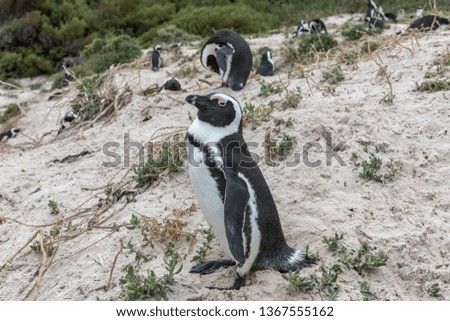 spheniscus demersus, jackass penguin