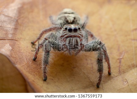 Super macro picture of spider