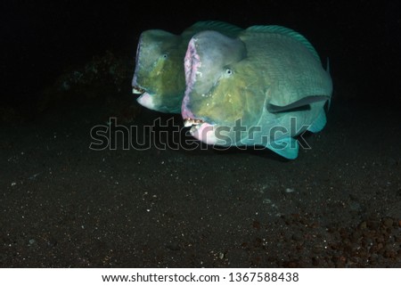 Underwater world - Green humphead parrotfish - Bolbometopon muricatum. Liberty wreck. Tulamben, Bali, Indonesia.