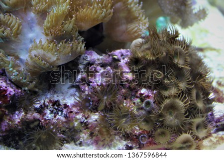 Purple and Tan Underwater Invertebrates