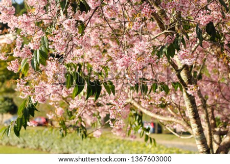 Blossom tree photo