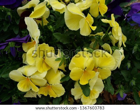 yellow pansy flower in a garden in winter season 
