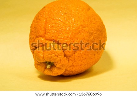 Wrinkly orange sumo citrus on a yellow background.