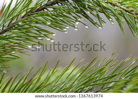 Droplets of water hang on pine needles. A close-up photo of water droplets on pine needles. Image for Arbor Day concept.