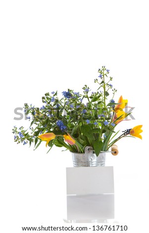 Early spring flowers on a white background