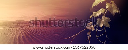 Landscape background with a branch of grape vine and panorama of the vineyard. Wide billboard for your decoration in a wine cellar, on showcase of alcohol drinks or the home winery.