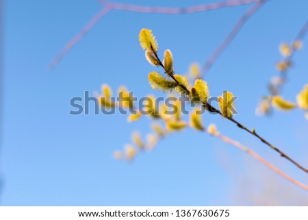 Willow branches close up against a blue sky; background