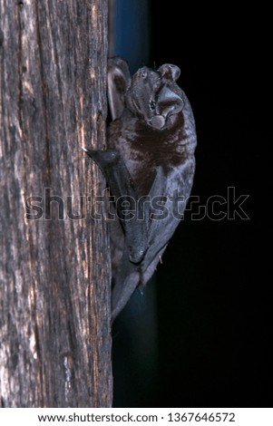 Velvety free-tailed bat photographed in Burarama, a district of the Cachoeiro de Itapemirim County, in Espirito Santo. Atlantic Forest Biome. Picture made in 2018
