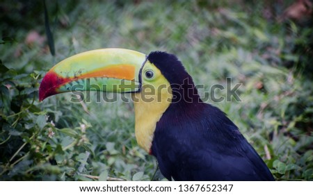 Beautiful Toucan bird